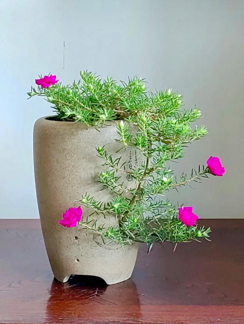 养花为什么不能用大盆，种花为什么不能直接用大盆？-第4张图片-优品飞百科