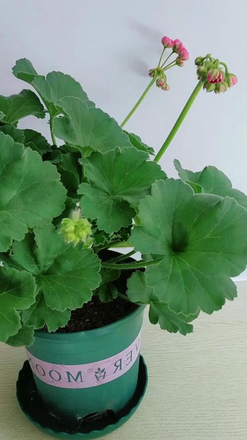 养花为什么不能用大盆，种花为什么不能直接用大盆？-第5张图片-优品飞百科