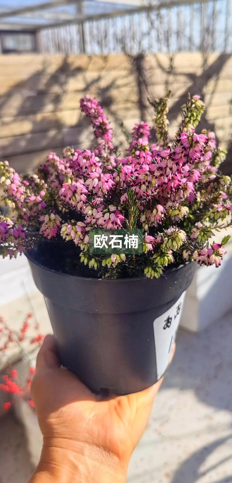 欧石楠如何扦插，欧石楠如何扦插成活率高