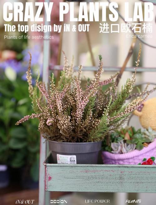 欧石楠如何扦插，欧石楠如何扦插成活率高-第2张图片-优品飞百科