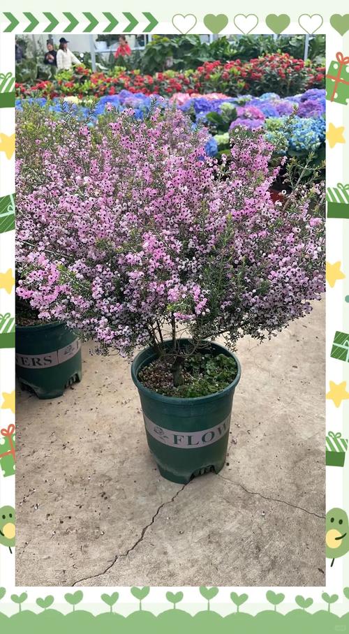 欧石楠如何扦插，欧石楠如何扦插成活率高-第3张图片-优品飞百科