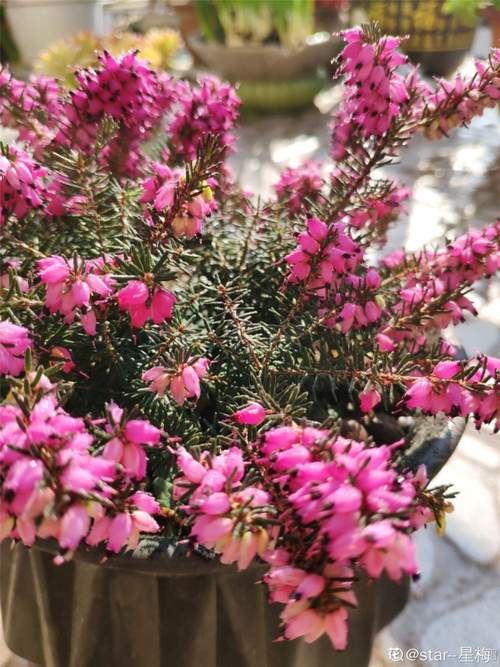 欧石楠如何扦插，欧石楠如何扦插成活率高-第4张图片-优品飞百科