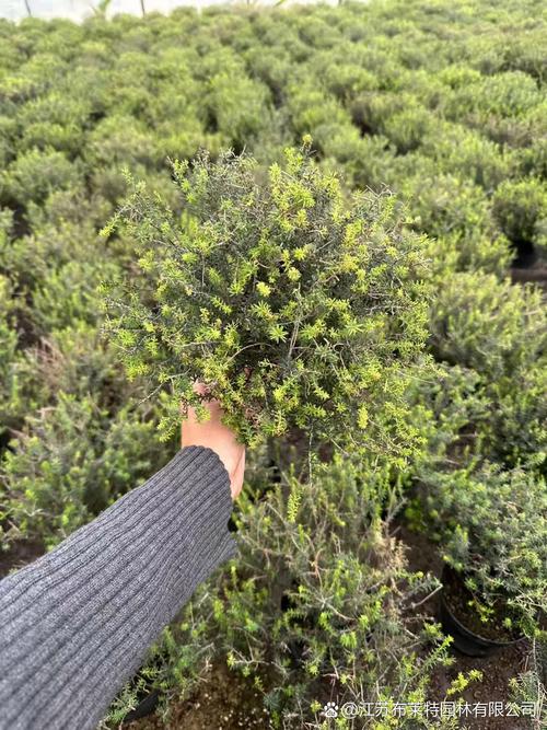 欧石楠如何扦插，欧石楠如何扦插成活率高-第5张图片-优品飞百科