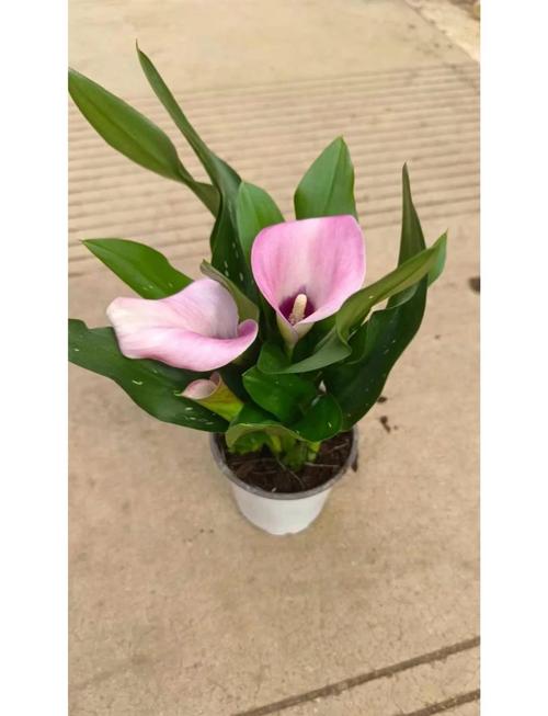 怎么让马蹄莲多开花，怎样让马蹄莲来年再开花