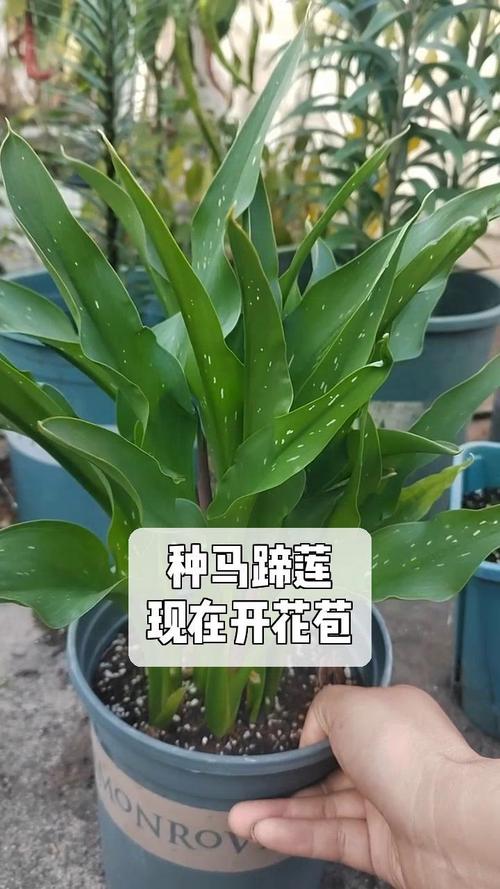 怎么让马蹄莲多开花，怎样让马蹄莲来年再开花-第2张图片-优品飞百科