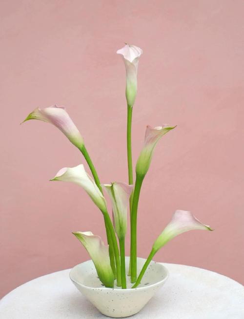 怎么让马蹄莲多开花，怎样让马蹄莲来年再开花-第3张图片-优品飞百科