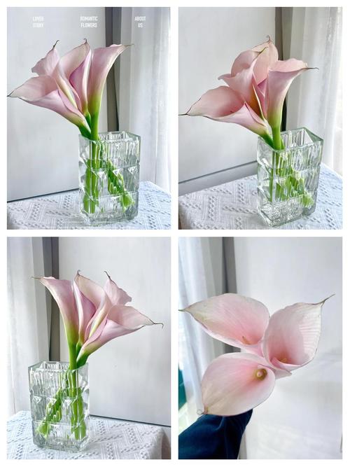 怎么让马蹄莲多开花，怎样让马蹄莲来年再开花-第6张图片-优品飞百科