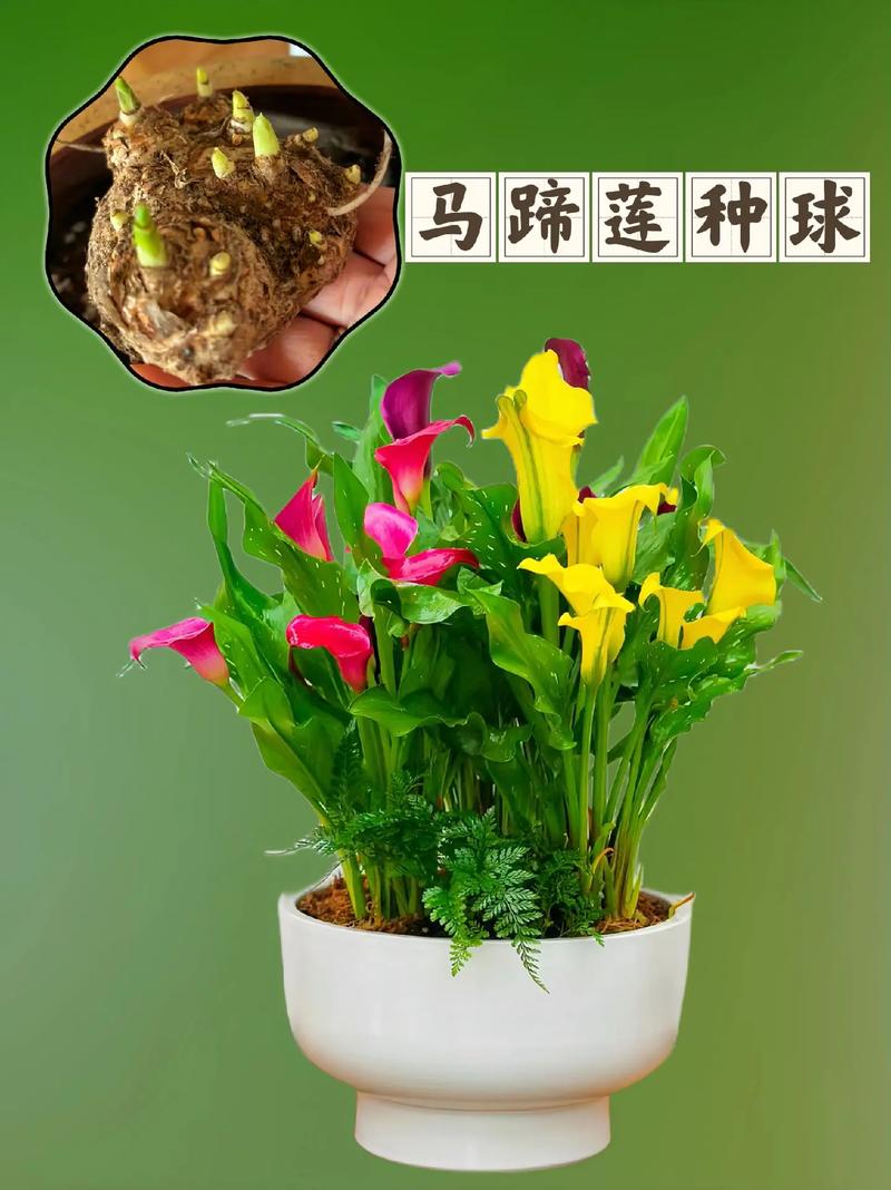 怎么让马蹄莲多开花，怎样让马蹄莲来年再开花-第7张图片-优品飞百科
