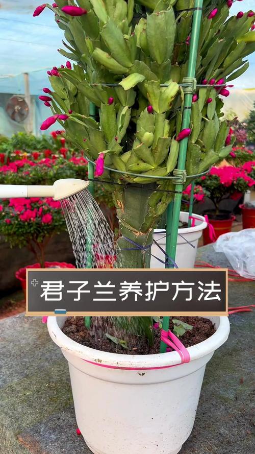 怎样养君子兰长得快，君子兰怎样长得更快更好?