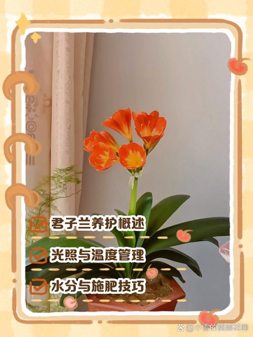 怎样养君子兰长得快,君子兰怎样长得更快更好?-第2张图片-优品飞百科 怎样养君子兰长得快,君子兰怎样长得更快更好?-第2张图片-优品飞百科