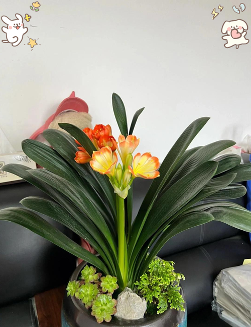 怎样养君子兰长得快,君子兰怎样长得更快更好?-第3张图片-优品飞百科 怎样养君子兰长得快,君子兰怎样长得更快更好?-第3张图片-优品飞百科