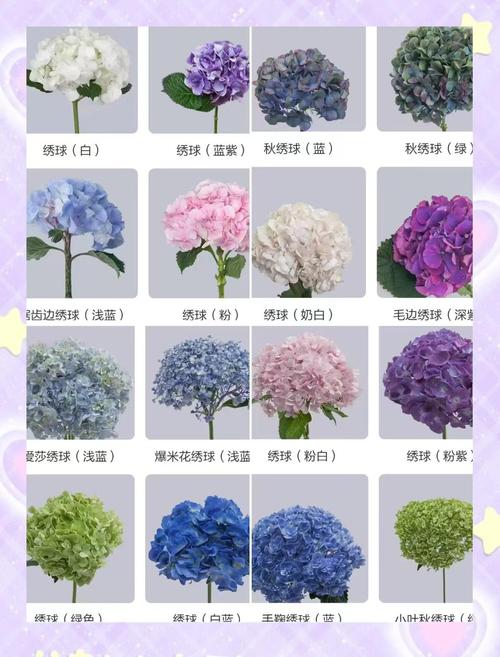 绣球花怎么养，绣球花怎么养着就叶蔫了呢？-第2张图片-优品飞百科