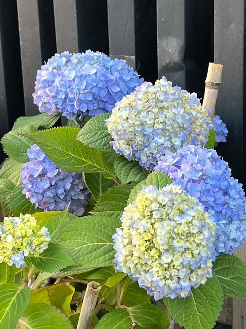 绣球花怎么养，绣球花怎么养着就叶蔫了呢？-第4张图片-优品飞百科