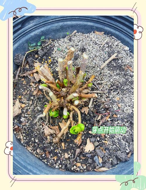 绣球花怎么养，绣球花怎么养着就叶蔫了呢？-第5张图片-优品飞百科