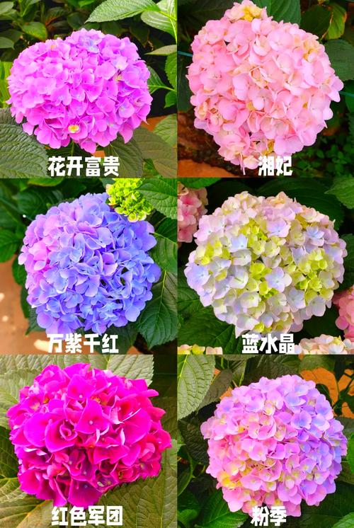 绣球花怎么养，绣球花怎么养着就叶蔫了呢？-第6张图片-优品飞百科