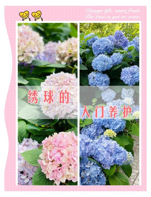 绣球花怎么养，绣球花怎么养着就叶蔫了呢？-第7张图片-优品飞百科