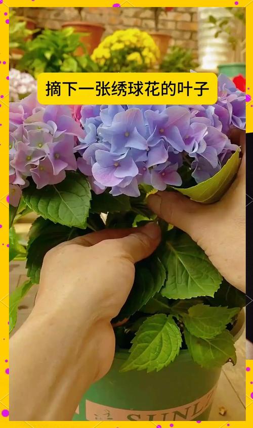 绣球花怎么养，绣球花怎么养着就叶蔫了呢？-第8张图片-优品飞百科