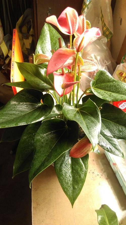 绿帝王怎么养，绿帝王怎么养殖方法