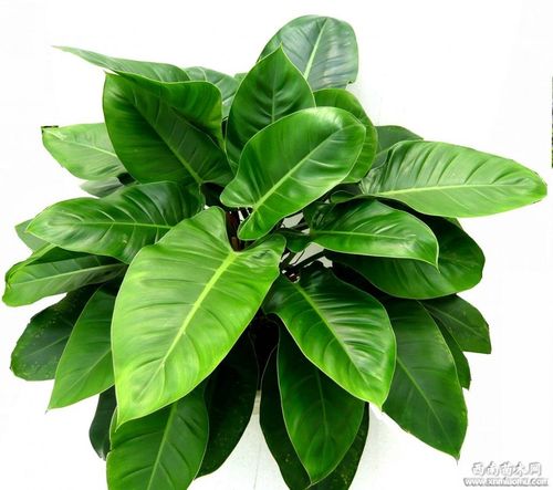 绿帝王怎么养,绿帝王怎么养殖方法-第3张图片-优品飞百科 绿帝王怎么养,绿帝王怎么养殖方法-第3张图片-优品飞百科