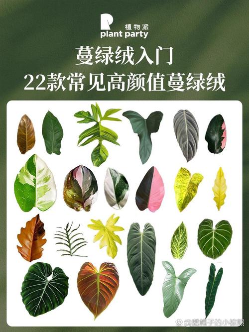 绿帝王怎么养,绿帝王怎么养殖方法-第4张图片-优品飞百科 绿帝王怎么养,绿帝王怎么养殖方法-第4张图片-优品飞百科