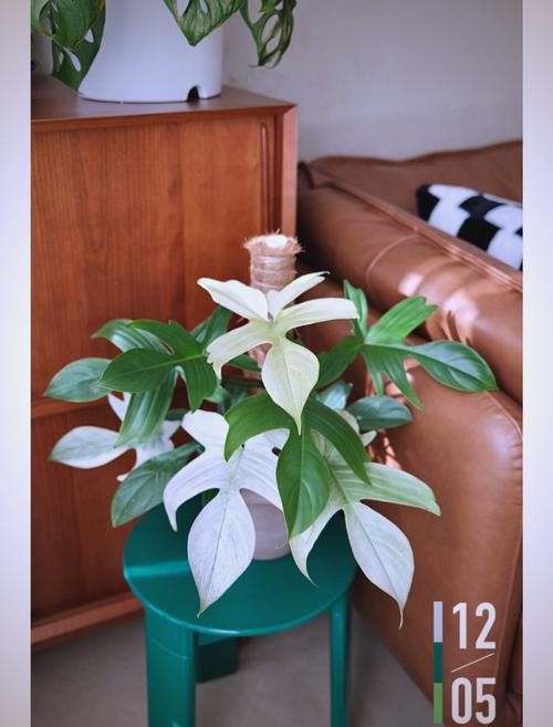 绿帝王怎么养,绿帝王怎么养殖方法-第5张图片-优品飞百科 绿帝王怎么养,绿帝王怎么养殖方法-第5张图片-优品飞百科