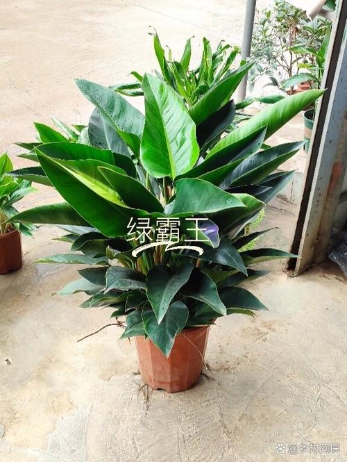 绿帝王怎么养,绿帝王怎么养殖方法-第6张图片-优品飞百科 绿帝王怎么养,绿帝王怎么养殖方法-第6张图片-优品飞百科