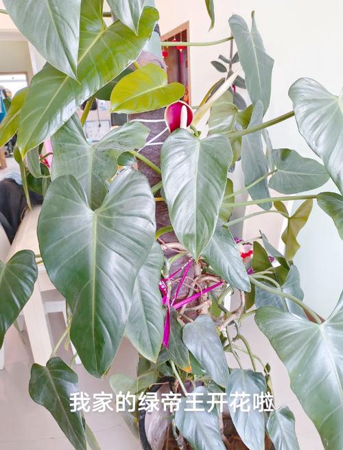 绿帝王怎么养,绿帝王怎么养殖方法-第7张图片-优品飞百科 绿帝王怎么养,绿帝王怎么养殖方法-第7张图片-优品飞百科