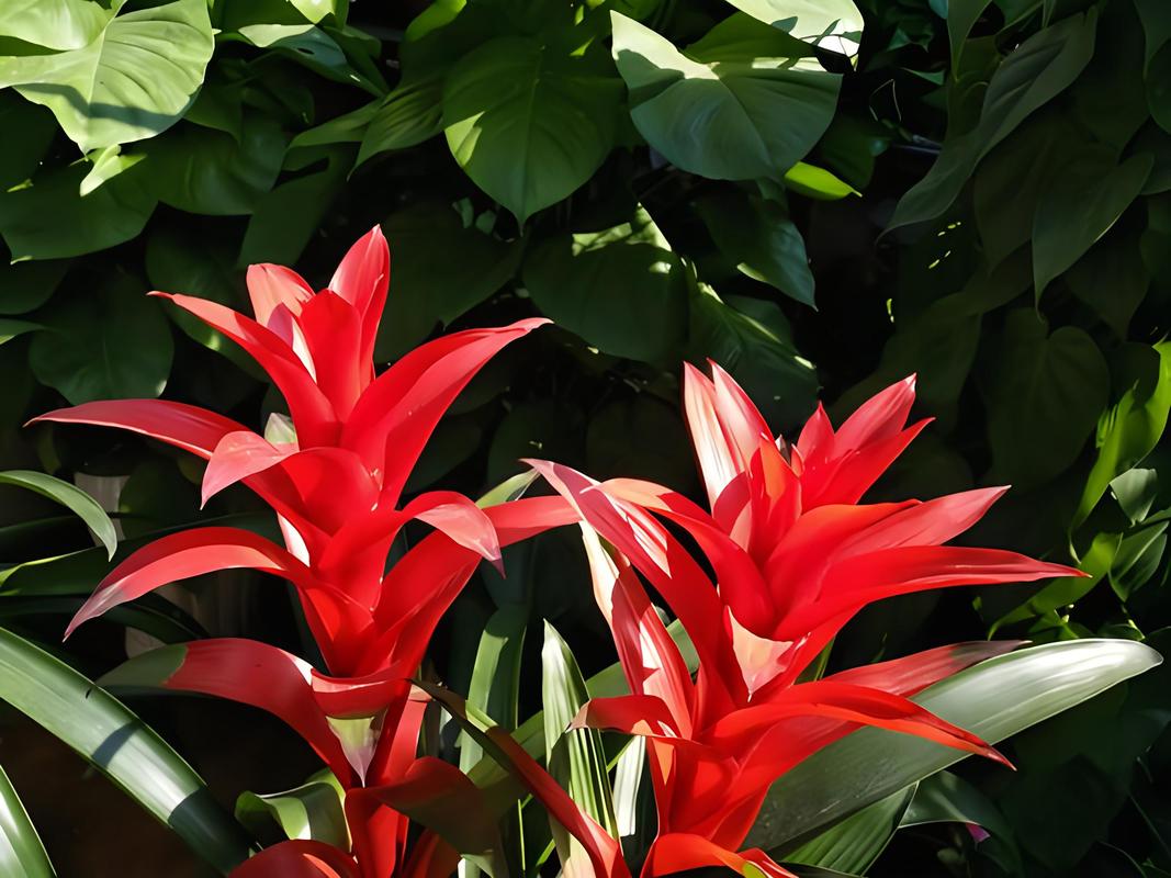 鸿运当头受冻了怎么办，鸿运当头被冻了怎么办？-第3张图片-优品飞百科