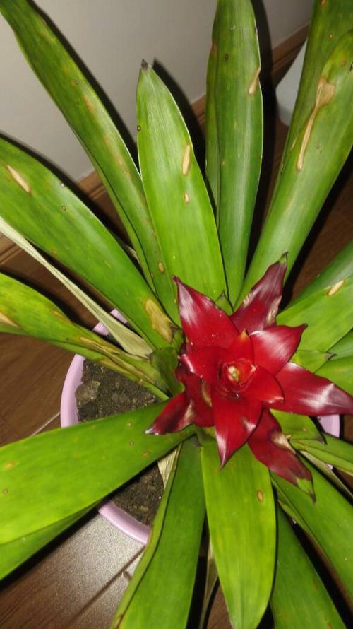 鸿运当头受冻了怎么办，鸿运当头被冻了怎么办？-第5张图片-优品飞百科