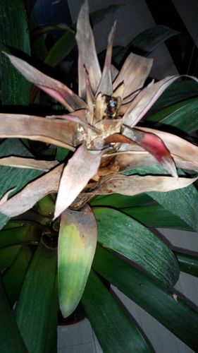 鸿运当头受冻了怎么办，鸿运当头被冻了怎么办？-第6张图片-优品飞百科