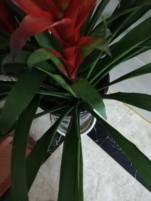 鸿运当头受冻了怎么办，鸿运当头被冻了怎么办？-第7张图片-优品飞百科