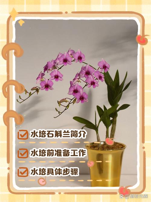 石斛的养殖方法和注意事项，澳洲石斛的养殖方法和注意事项？-第1张图片-优品飞百科