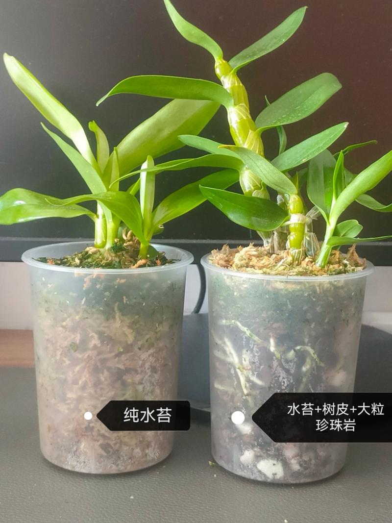 石斛的养殖方法和注意事项，澳洲石斛的养殖方法和注意事项？-第2张图片-优品飞百科