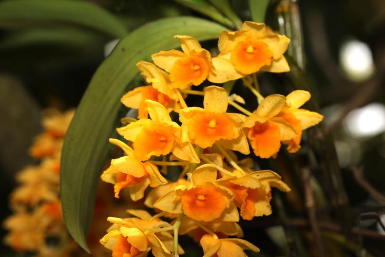 石斛的养殖方法和注意事项，澳洲石斛的养殖方法和注意事项？-第4张图片-优品飞百科