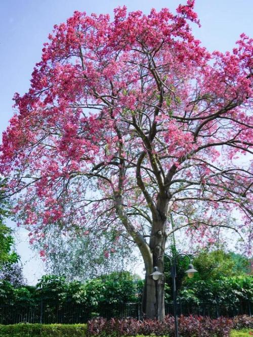 蝟实怎么修剪？剪刺猬视频？-第2张图片-优品飞百科