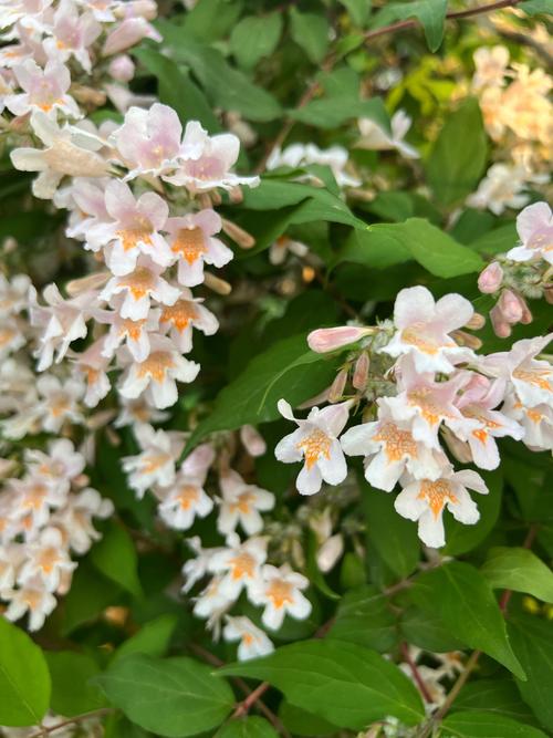 蝟实怎么修剪？剪刺猬视频？-第4张图片-优品飞百科