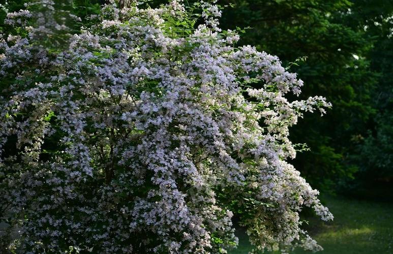 蝟实怎么修剪？剪刺猬视频？-第5张图片-优品飞百科