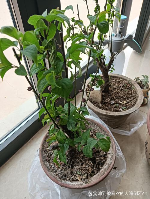 婆婆买了1盆花，婆婆种的花发朋友圈说说-第5张图片-优品飞百科