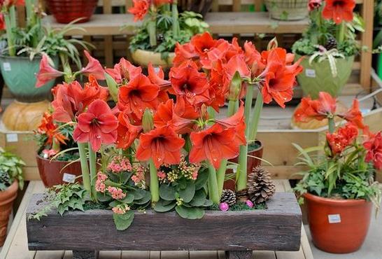 婆婆买了1盆花，婆婆种的花发朋友圈说说-第6张图片-优品飞百科