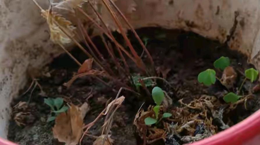 婆婆买了1盆花，婆婆种的花发朋友圈说说-第8张图片-优品飞百科