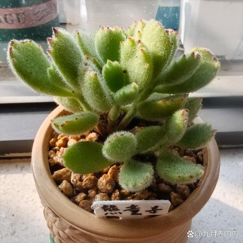 冬天肉肉的养殖方法和注意事项？冬天养肉怎么说？