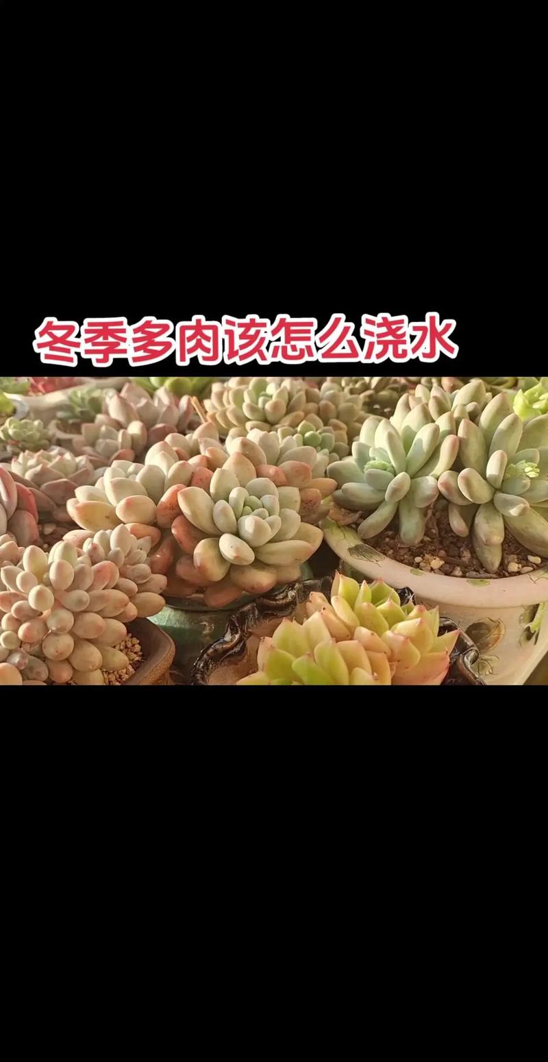 冬天肉肉的养殖方法和注意事项？冬天养肉怎么说？-第3张图片-优品飞百科