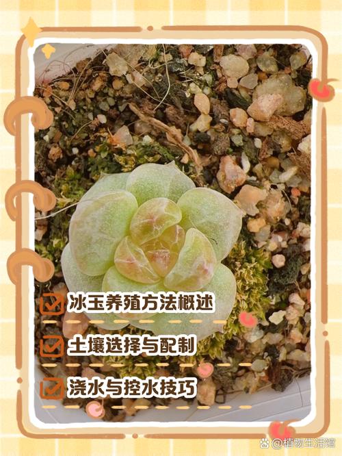 冬天肉肉的养殖方法和注意事项？冬天养肉怎么说？-第4张图片-优品飞百科