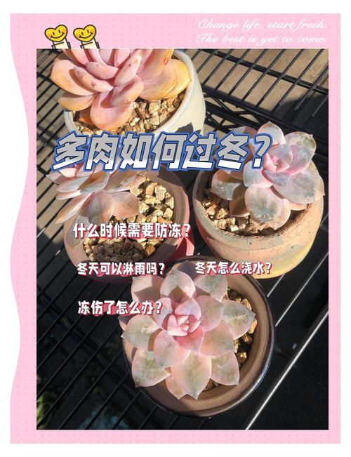 冬天肉肉的养殖方法和注意事项？冬天养肉怎么说？-第5张图片-优品飞百科