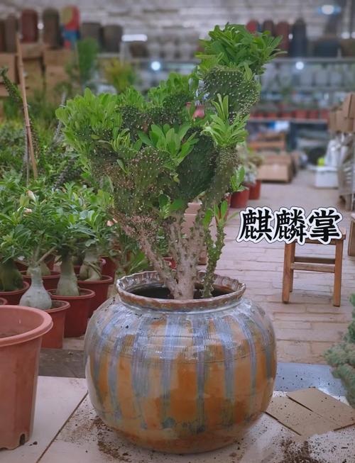 “虎刺梅”可真不一样？虎刺梅的介绍以及特点？-第2张图片-优品飞百科