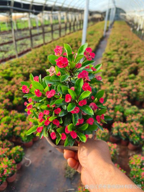 “虎刺梅”可真不一样？虎刺梅的介绍以及特点？-第3张图片-优品飞百科