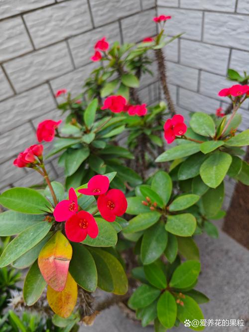 “虎刺梅”可真不一样？虎刺梅的介绍以及特点？-第4张图片-优品飞百科