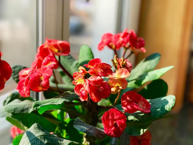 “虎刺梅”可真不一样？虎刺梅的介绍以及特点？-第5张图片-优品飞百科