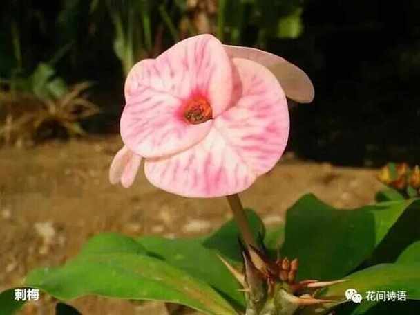 “虎刺梅”可真不一样？虎刺梅的介绍以及特点？-第6张图片-优品飞百科