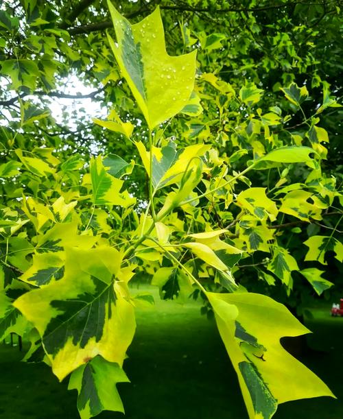 鹅掌楸怎么扦插，鹅掌楸怎么扦插视频